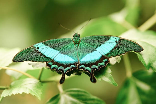 Farfalla tropicale Verde smeraldo Farfalla a coda di rondine