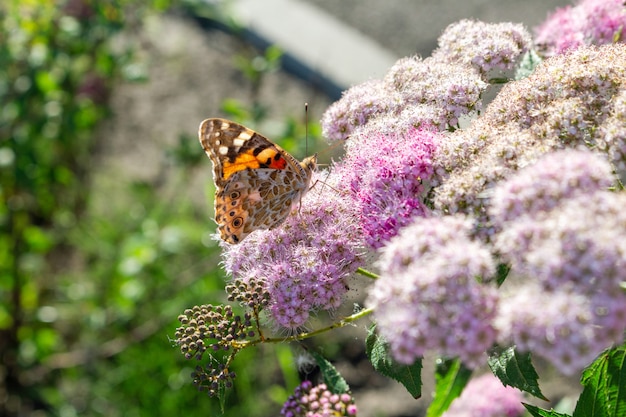 Farfalla variopinta che si alimenta sul fuoco selettivo alto vicino del fiore