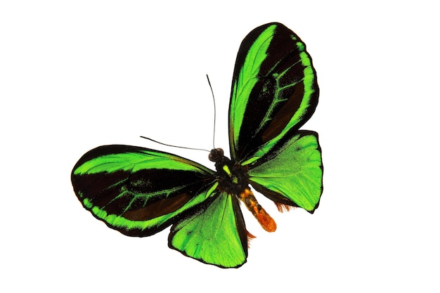 Farfalla verde isolata su priorità bassa bianca.
