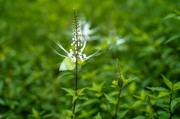 Farfalla verde sul fondo della natura di estate del fiore bianco