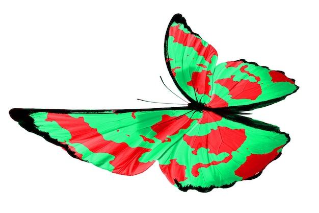 Farfalla verde tropicale. isolato su sfondo bianco