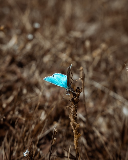 farfalla vibrante blu sulla pianta marrone in montagna