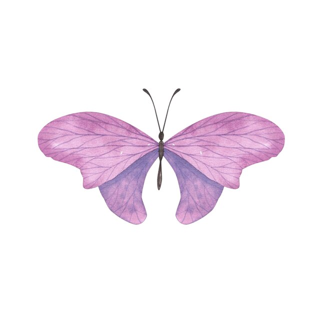 Farfalla viola chiaro con ali dettagliate isolate Illustrazione di insetti realistici disegnati a mano ad acquerello per il design