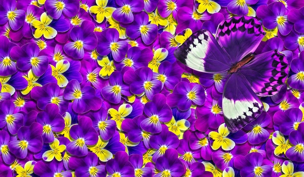 farfalla viola e gialla in un fiore viola