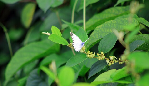 Farfalle bianche che si siedono sulla foglia verde