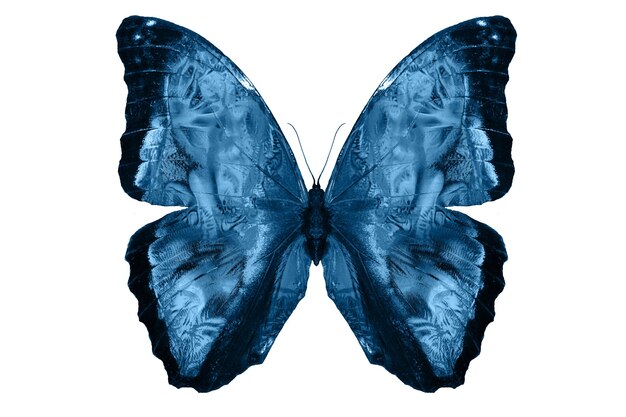 Farfalle blu isolate su priorità bassa bianca. falene tropicali. insetti per il design. colori ad acquerello