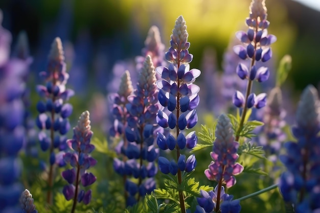 Farfalle blu svolazzano tra i fiori di lupino viola