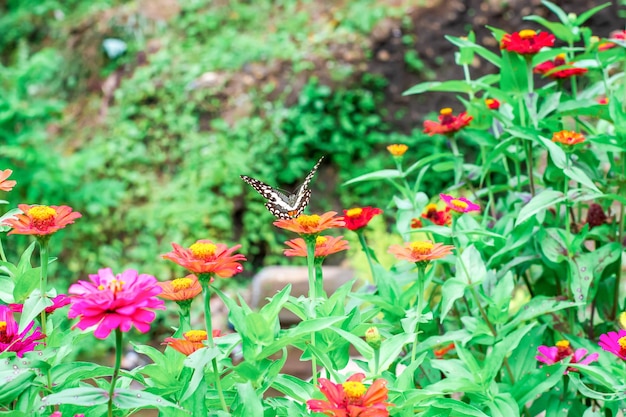 Farfalle e fiori d'estate luminosi