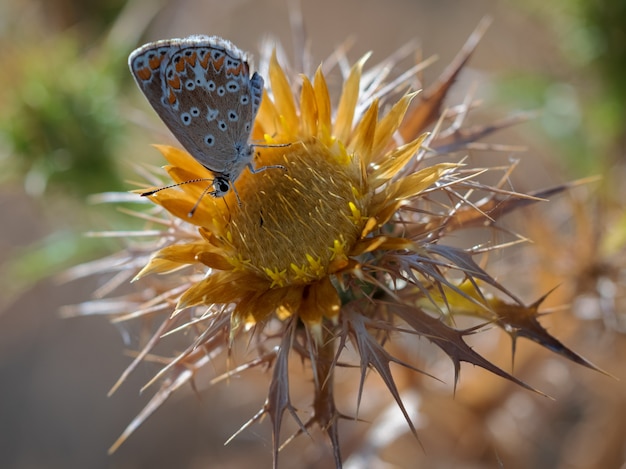 Farfalle fotografate nel loro ambiente naturale