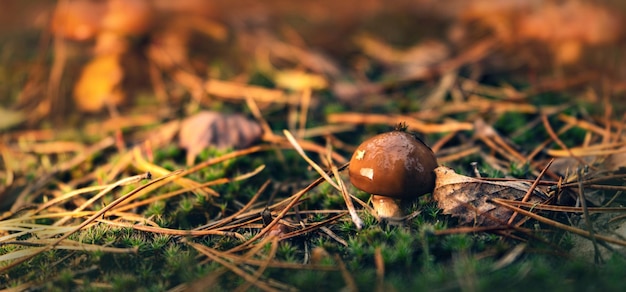 Farfalle lucide dopo la pioggia in una radura della foresta in autunno