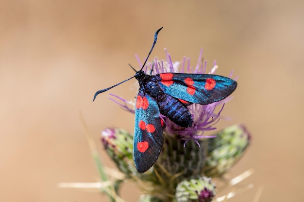 Farfalle o falene notturne nel loro ambiente