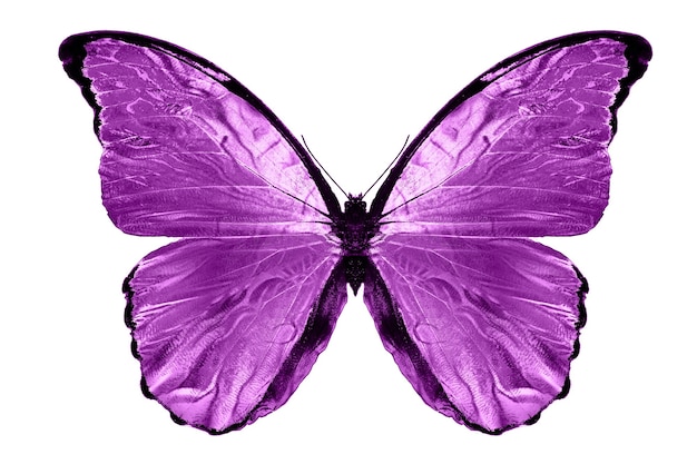 Farfalle rosa isolate su priorità bassa bianca. falene tropicali. insetti per il design. colori ad acquerello