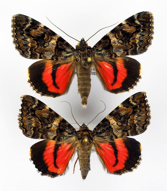 Farfalle rosse isolate su bianco. Macro di falena Catocala conjuncta. Noctuidae, collezione di lepidotteri