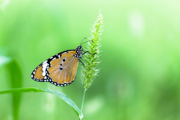 Farfalle semplici Tiger Danaus chrysippus che si accoppiano sulla pianta del fiore in natura durante la primavera