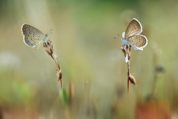 Farfalle sui fiori