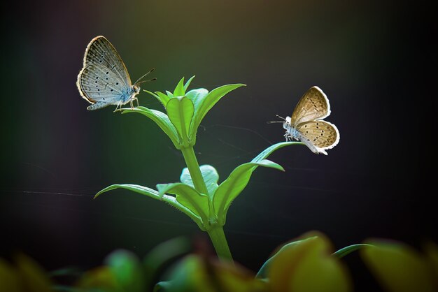 Farfalle sul fiore