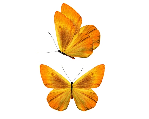Farfalle tropicali arancioni. insetti tropicali. isolato su sfondo bianco