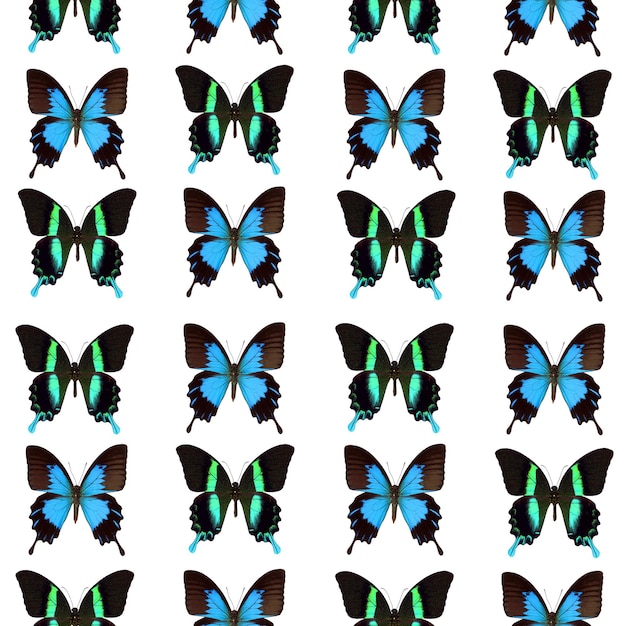 Farfalle tropicali senza cuciture papilio blumei ulysses, trama insolita verde blu, motivo