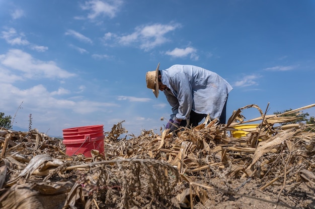 Farmer è dispiaciuto e triste perché il suo campo di grano è devastato