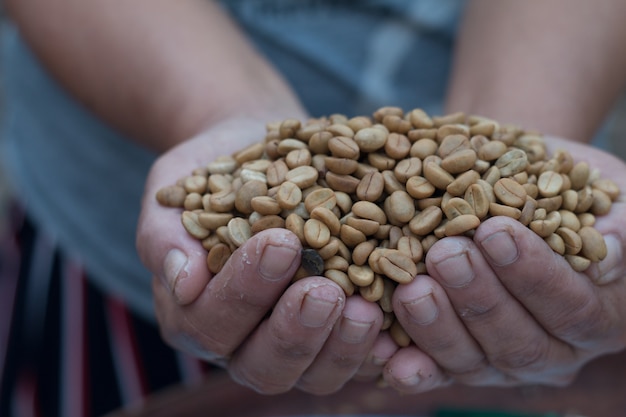 Farmer&#39;s Hand holding chicchi di caffè, Pulizia processo di semi di caffè crudo