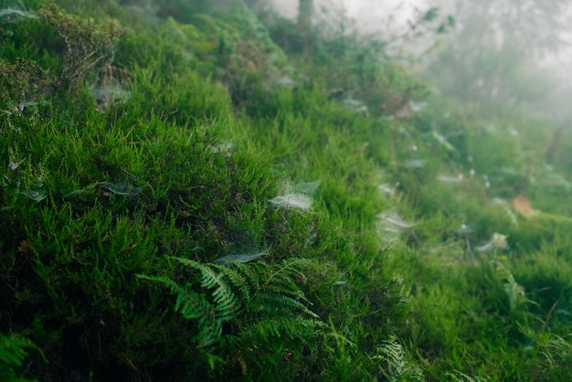 farna con ragnatele in una foresta nebbiosa