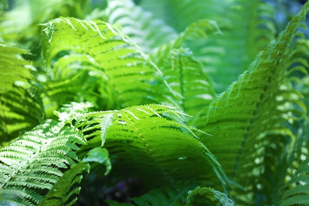 Farna verde in giardino botanico da vicino