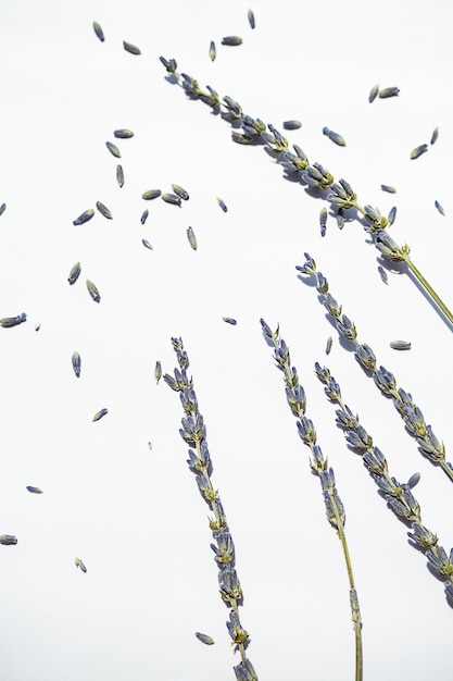 Fascio di fiori di lavanda essiccati su bianco