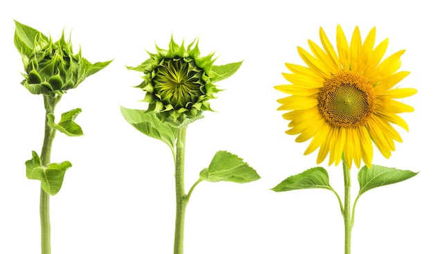 Fase di crescita del girasole isolato su sfondo bianco