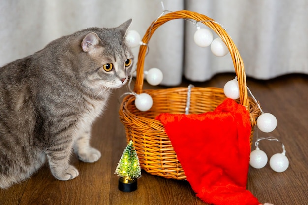 Fat tabby British cat siede vicino a un cesto di vimini decorato con un biglietto di auguri di Natale ghirlanda