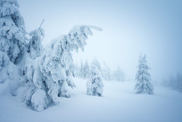 Fata foresta invernale nella neve. Paesaggio natalizio con abeti innevati nella nebbia