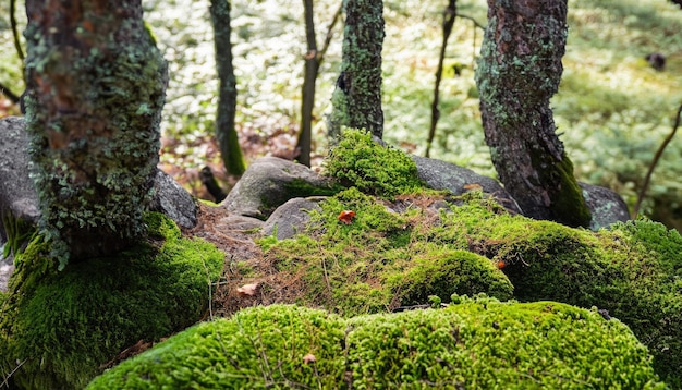 Fata foresta Moss pietre sfondo naturale