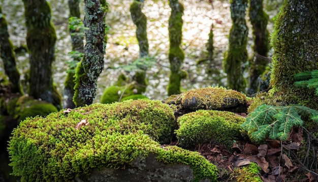 Fata foresta Moss pietre sfondo naturale