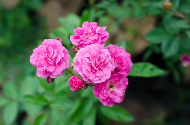 Fata rosa che fiorisce sull&#39;albero