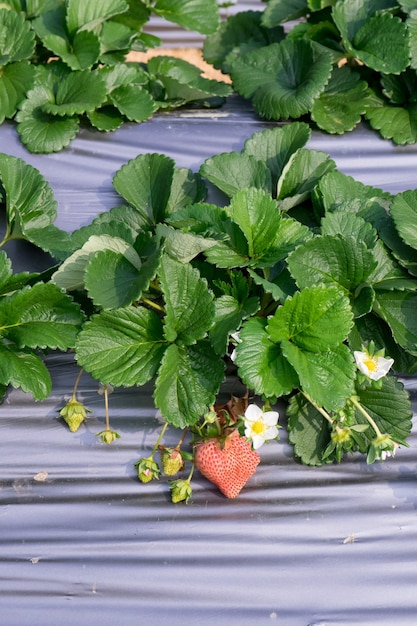 Fattoria appesa alle fragole piena di fragole mature