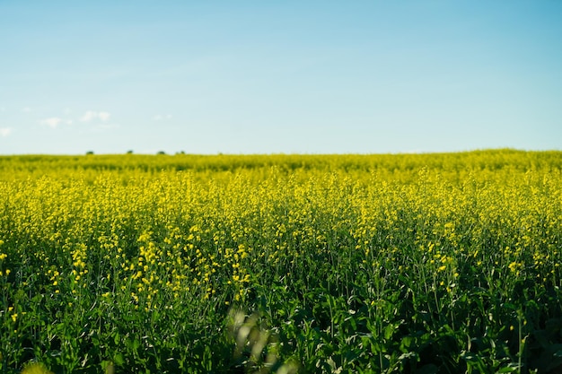 Fattoria biologica di Canola Campi con alberi all'orizzonte