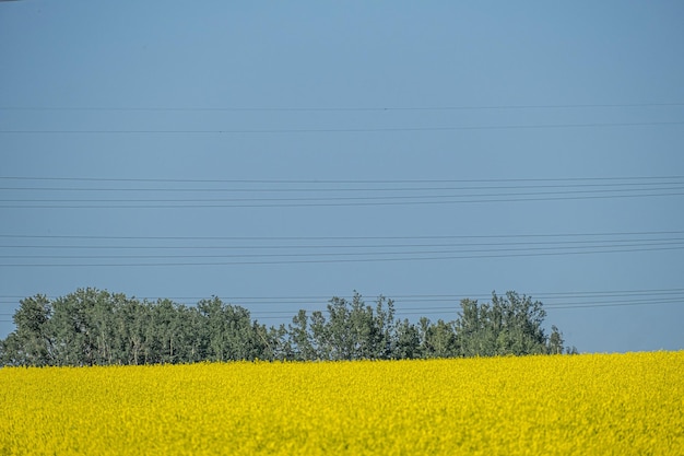 Fattoria biologica di canola in Alberta Canada con torre di trasmissione sullo sfondo