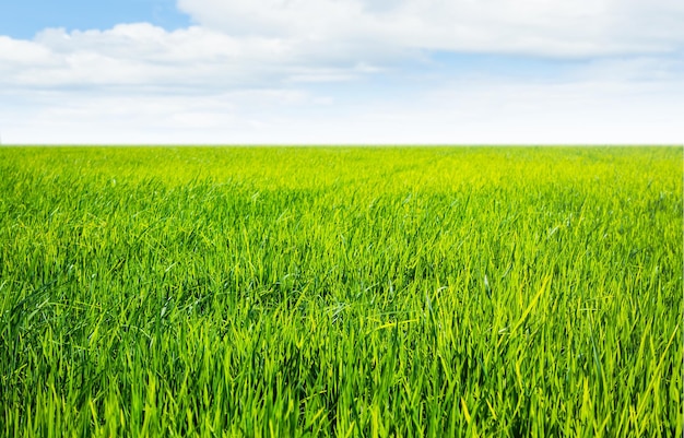 Fattoria campo verde gelsomino riso cibo tradizionale in Thailandia paesaggio organico vista su sfondo blu cielo agricoltura moderna contadino paese asiatico bio ambiente crescita pianta prato