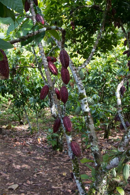 Fattoria con piantagione di cacao da frutta.