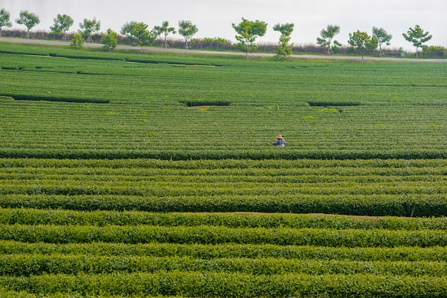 Fattoria del tè verde