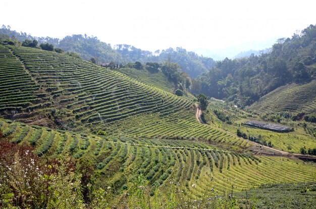 Fattoria del tè