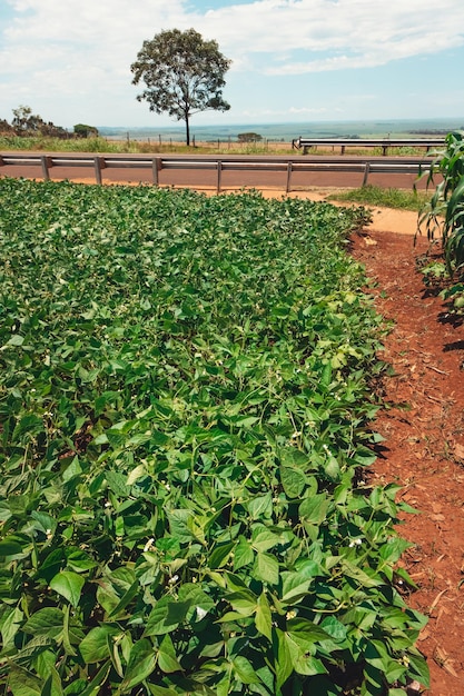 Fattoria della piantagione di fagioli verdi di soia nella giornata di sole primaverile accanto a un'autostrada in Brasile