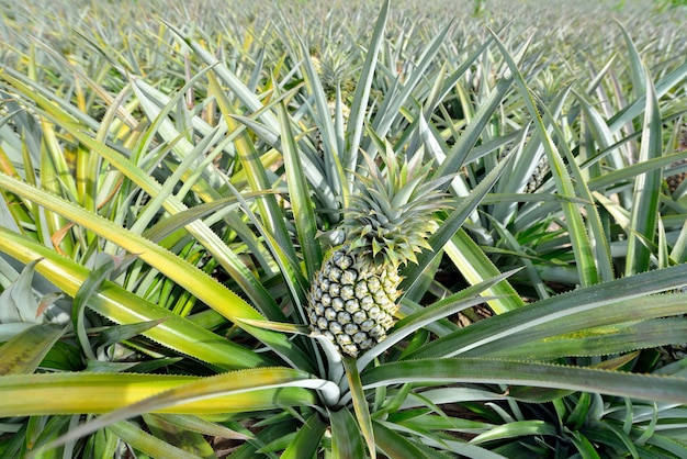 Fattoria di ananas