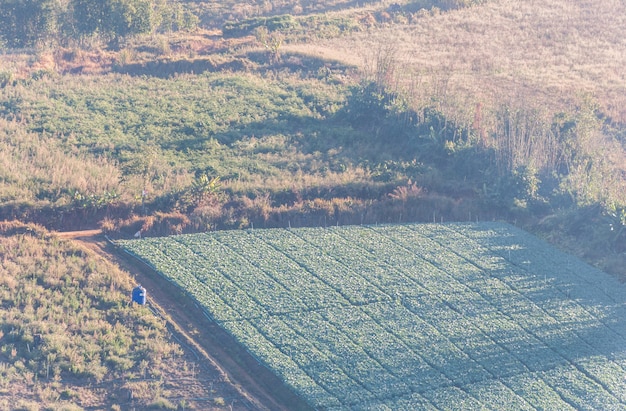 Fattoria di cavoli locali con la foschia.