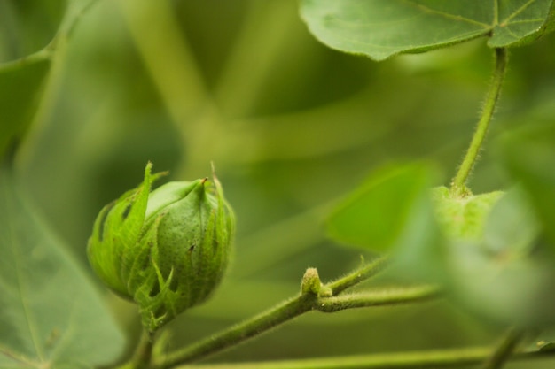 fattoria di cotone verde