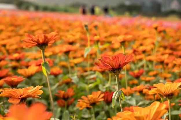 Fattoria di fiori colorati cosmo all'aperto