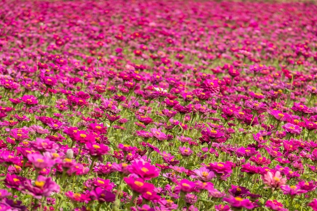 Fattoria di fiori colorati cosmo all'aperto