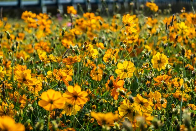 Fattoria di fiori colorati dell'universo all'aperto