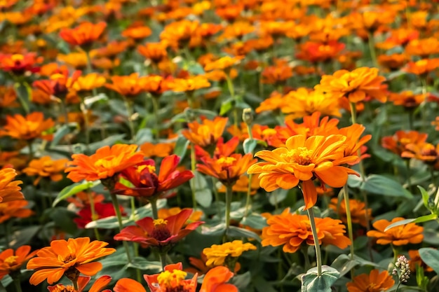 Fattoria di fiori colorati dell'universo all'aperto