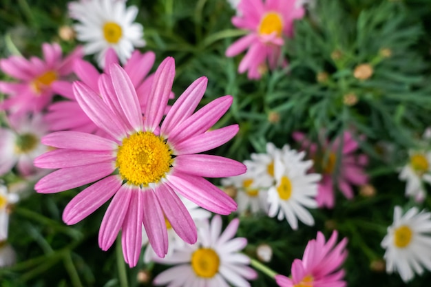 Fattoria di fiori colorati dell'universo all'aperto