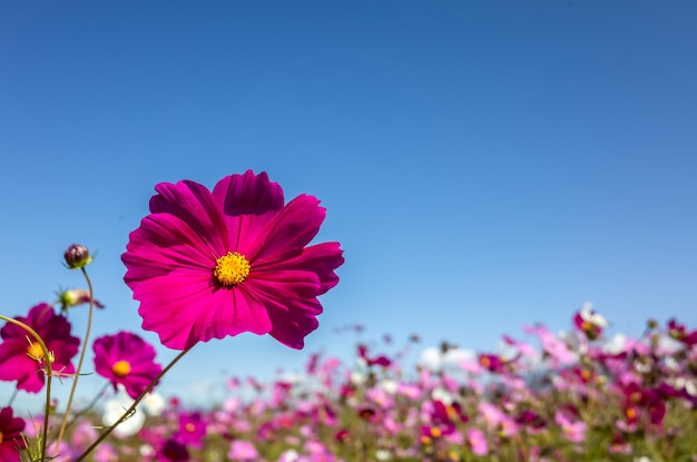 Fattoria di fiori di cosmo rosa all'aperto sotto il cielo blu